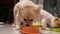 Close up of beautiful dog eating dog food from bowl at home, Puppy eating dogs food, Small dog breeds or Pomeranian smelling