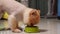 Close up of beautiful dog eating dog food from bowl at home, Puppy eating dogs food, Small dog breeds or Pomeranian smelling