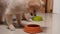 Close up of beautiful dog eating dog food from bowl at home, Puppy eating dogs food, Small dog breeds or Pomeranian smelling a sna