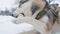 Close up beautiful dog husky gnawing bone in winter on snow outdoor