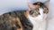 Close up of beautiful domestic tricolor cat. Cat face close up. Lovely fluffy cat on grey background