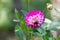 Close-up of beautiful double coloured purple and white dahlia flower.  Dahlia with green leaves background