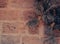 Close-up of beautiful dry leaves, herbs, dried garlic and wooden wheelbarrow accessory on the wall. Wallpaper suitable for autumn