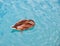 Close-up of a beautiful duck swimming alone on calm waters in a pond.