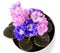 Close up of beautiful duocolor hybrid pink and blue saintpaulia African violets