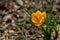 Close-up of beautiful early crocus Golden Yellow on natural background of brown forest land.