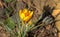 Close-up of beautiful early crocus Golden Yellow on natural stone background