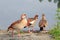 Close up of beautiful egyptian gooses standing near by the river.