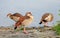 Close up of beautiful egyptian gooses standing near by the river.