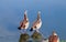 Close up of beautiful egyptian gooses standing near by the river.