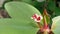 Close Up Beautiful Euphorbia milii Flower Buds