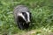 Close-up of a beautiful European Badger Meles meles  near its burrow in the forest, Germany, Europe. Side view