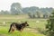 Close up of beautiful faithful German Shepherd with erect ears and sharp focused glance