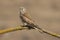 A close-up of a beautiful female Lesser Kestrel Falco naumanni