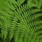 Close up of beautiful ferns leaves. Natural green foliage. Dark fern background