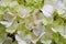 Close-up beautiful floral background green-white hydrangea flowers