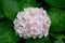 Close-up beautiful floral background pink hydrangea flowers