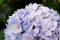 Close-up beautiful floral background Purple hydrangea flowers