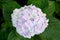 Close-up beautiful floral background Purple hydrangea flowers