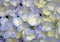 Close-up beautiful floral background Purple-yellow hydrangea flowers