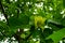 Close-up of a beautiful flower of an adult tulip tree, Liriodendron tulipifera. Warm sunny day in the garden