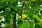 Close-up of a beautiful flower of an adult tulip tree, Liriodendron tulipifera. Warm sunny day in the garden