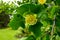 Close-up of a beautiful flower of an adult tulip tree, Liriodendron tulipifera. Warm sunny day in the garden