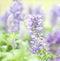 Close up beautiful flower in garden , Sage plant (lat. Salvia Officinalis)