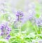 Close up beautiful flower in garden , Sage plant (lat. Salvia Officinalis)