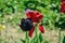 Close up of beautiful flowering black tulips in the garden in springtime. Colorful spring Background. Sunny day