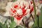 Close up of beautiful flowering red and white tulips in the garden in springtime. Colorful spring Background. Sunny day