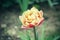 Close up of beautiful flowering red and white tulips in the garden in springtime. Colorful spring Background. Sunny day