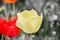 Close up of beautiful flowering yellow shaggy tulips in garden in springtime. Colorful spring Background. Sunny day