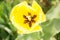 Close up of beautiful flowering yellow shaggy tulips in garden in springtime. Colorful spring Background. Sunny day