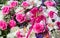 Close up of beautiful flowers at a grave site after a funeral