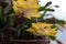 Close-up on Beautiful flowers indoor plant, yellow-orange flower Crystal flower Decembrist or Varvarin flower