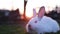 Close up of a beautiful fluffy bunny sitting in the green grass at sunset.