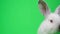 Close up of beautiful fluffy white rabbit isolated on background of chromakey. Bunny in the studio