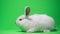 Close up of beautiful fluffy white rabbit isolated on background of chromakey. Bunny in the studio