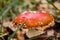 Close-up of a beautiful fly agaric in the autumn grass. Midges and mosquitoes sit on the red-orange with white spots on the