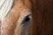 Close-up of a Beautiful Friendly Chestnut Horse