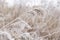 Close-up of beautiful frozen beige dry grass, reed plants near lake. Winter scene. Frost in nature. Selective focus