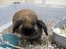 Close up of a beautiful, fuzzy brown domesticated bunny inside a large cage filled with grass and flowers