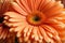 close up of a beautiful gerbera flower in the color of the peach fuzz