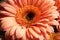 close up of a beautiful gerbera flower in the color of the peach fuzz