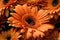 close up of a beautiful gerbera flower in the color of the peach fuzz