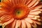 close up of a beautiful gerbera flower in the color of the peach fuzz