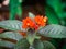 Close-up of beautiful Gesneriaceae houseplants.