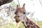 Close-up of a beautiful giraffe in front of some green