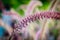 Close up beautiful gramineae grass flower in backyard garden